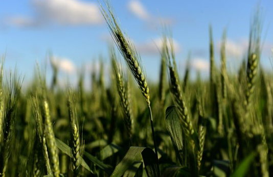 Argentina becomes first country to approve genetically modified wheat