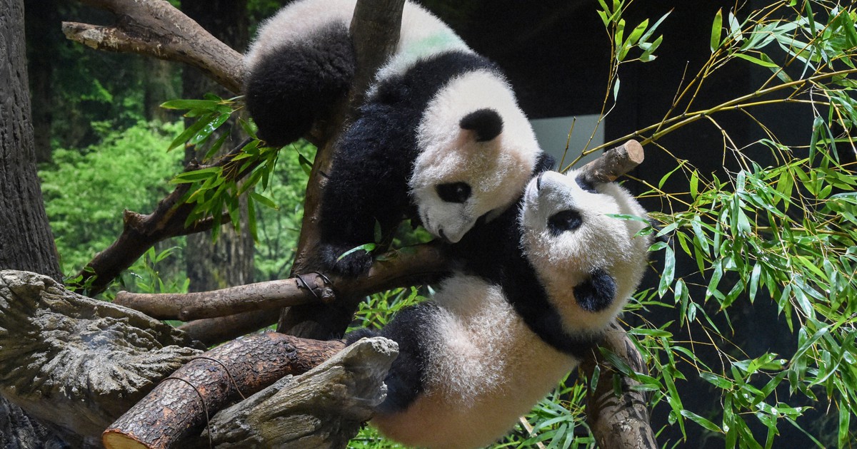 Twin Pandas Make Public Debut At Tokyo Zoo