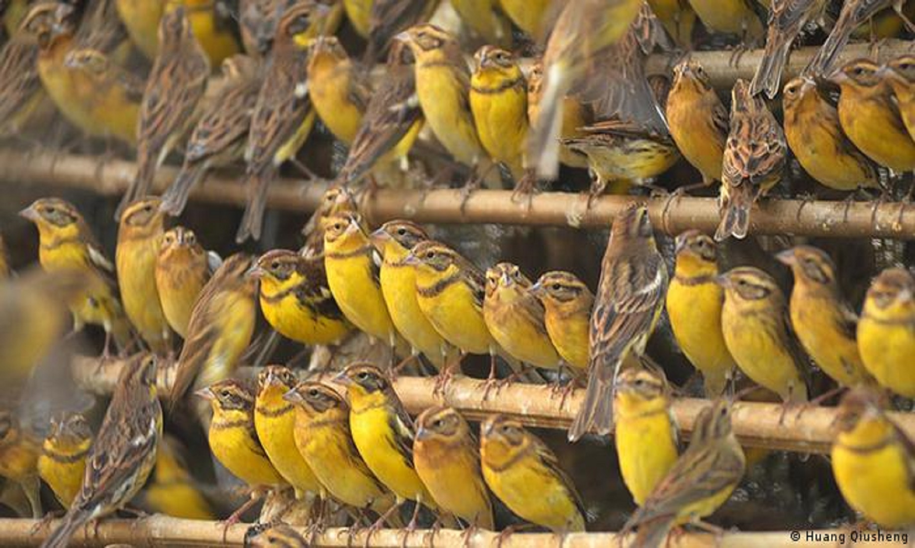 Large Flock Of Critically Endangered Birds Arrive In Cambodia In Yearly Migration