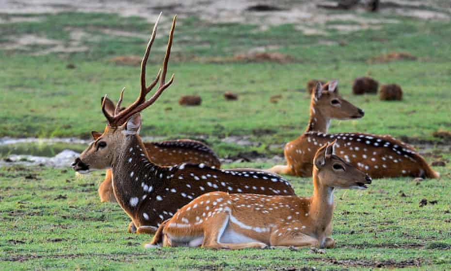 Paraguayan soldier killed by deer in presidential garden