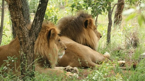 Covid-19: Lions contract virus from handlers in South African zoo – Report