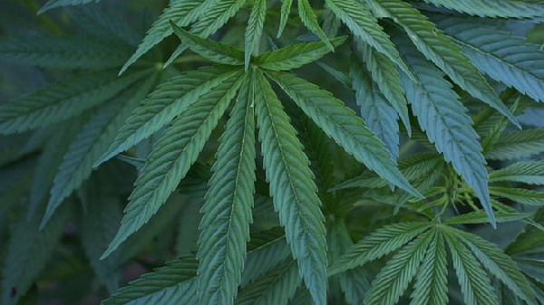 Botswana court upholds marijuana licence for single firm to produce cannabis for goods