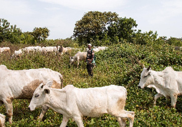 Nigeria: Farmers, herders clash leave five dead, houses burnt in Ogun