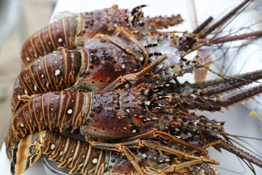 Nicaragua expects to export lobster to European Union countries