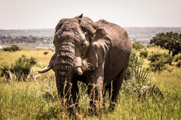 Elephant tramples Saudi tourist to death in Uganda