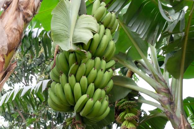 Banana-made brew kills 11 in Rwanda, officials say