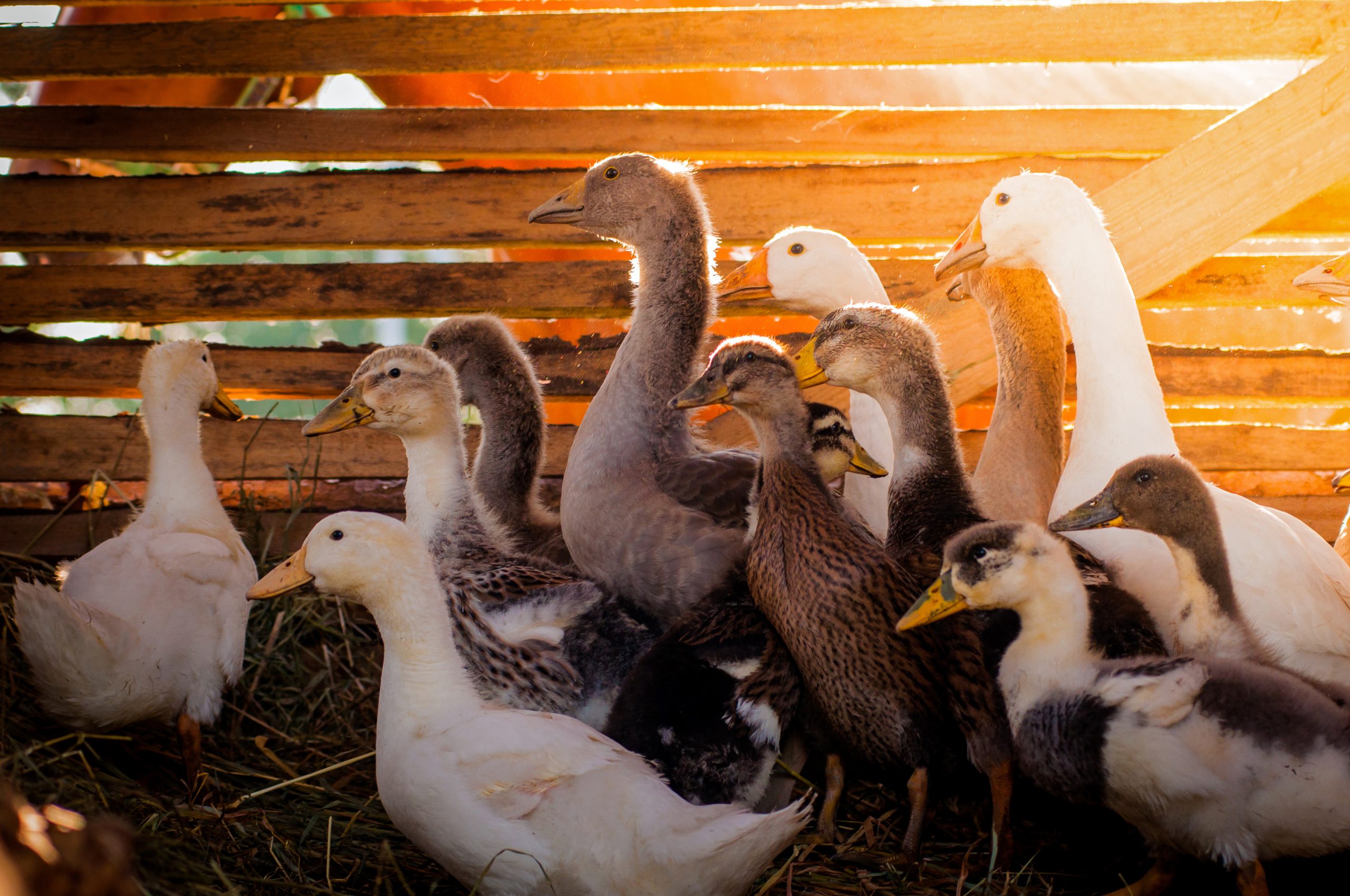 France culls over 600,000 poultry in new bird flu outbreak