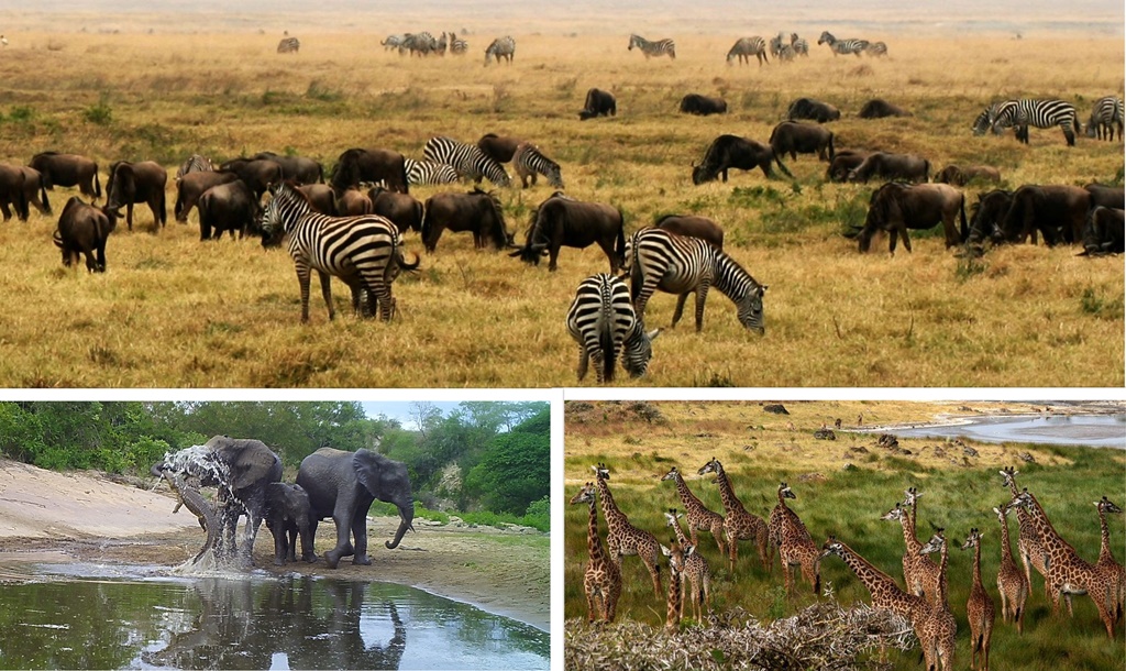 Tanzanian wildlife authorities to auction 75 tourist hunting blocks