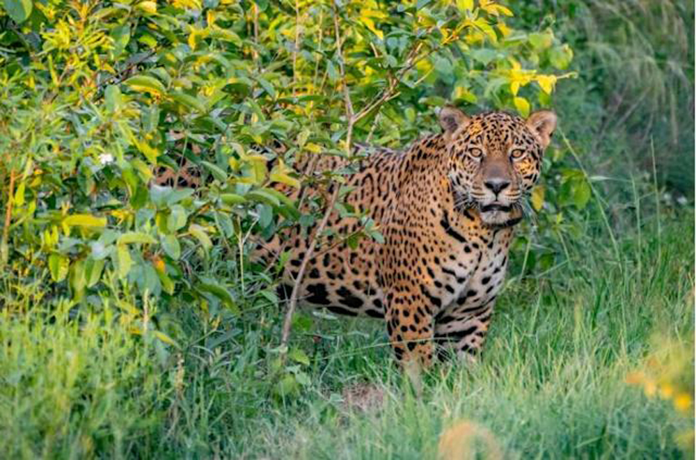 Jaguar released in Argentina to help endangered species