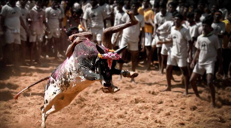 Two Killed In Bullfighting Events In India’s Tamil Nadu