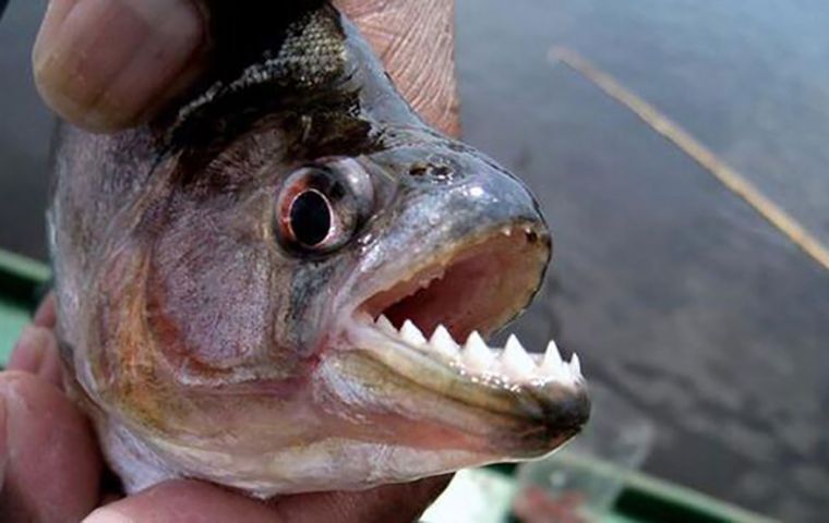 River bathers killed, injured by piranhas in Paraguay