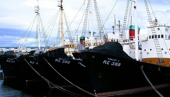 Iceland whaling: Fisheries Minister signals end from 2024