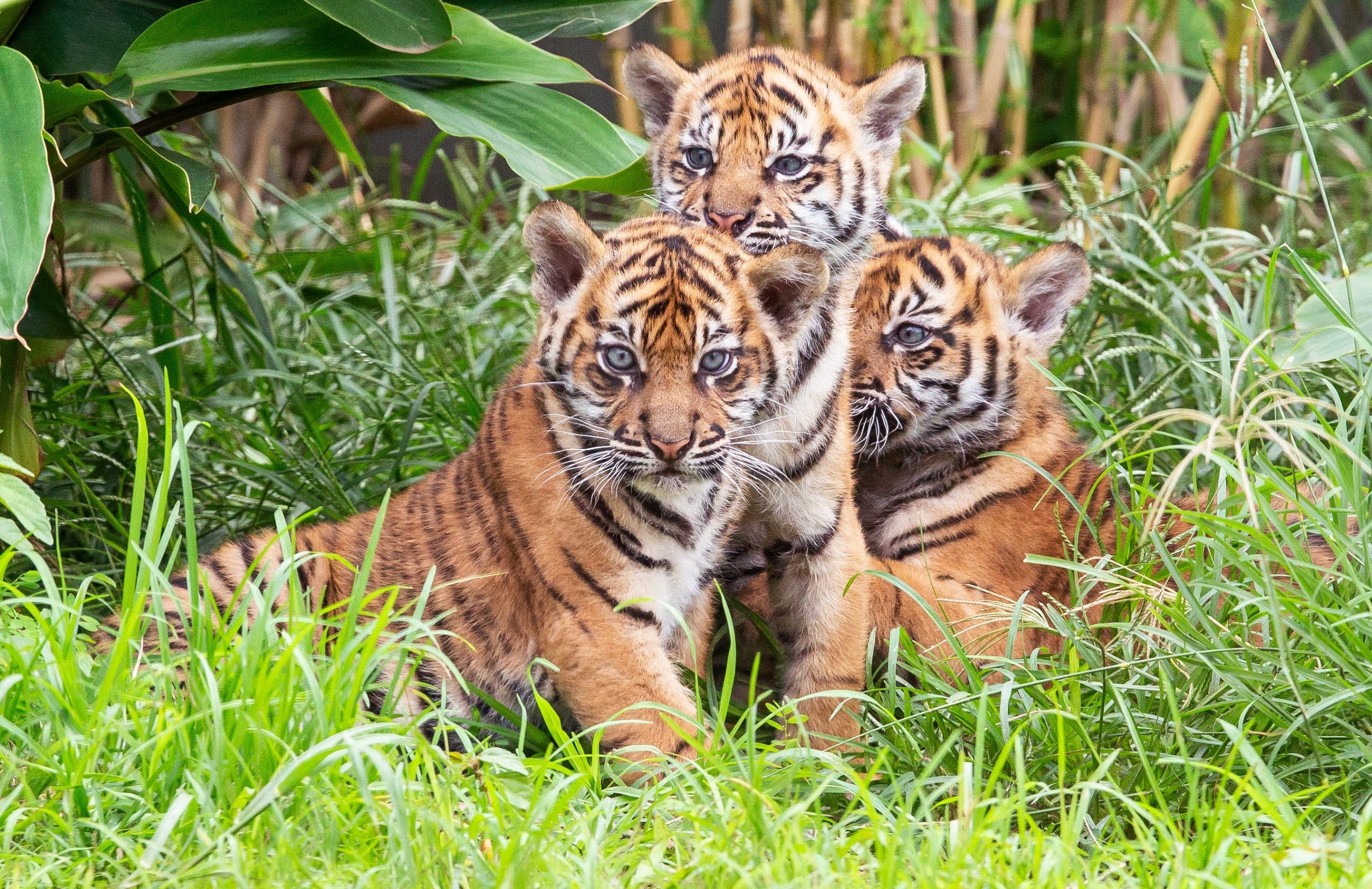 Three Sumatran Tiger Cubs Born In Indonesia