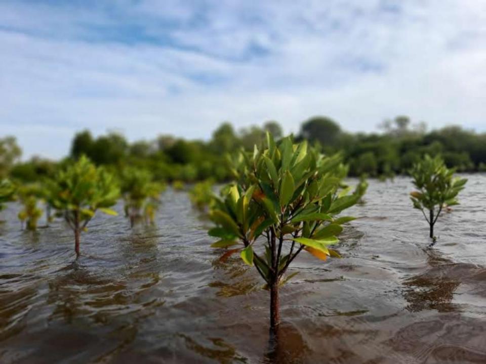 Millions of mangrove trees to be planted in Mozambique