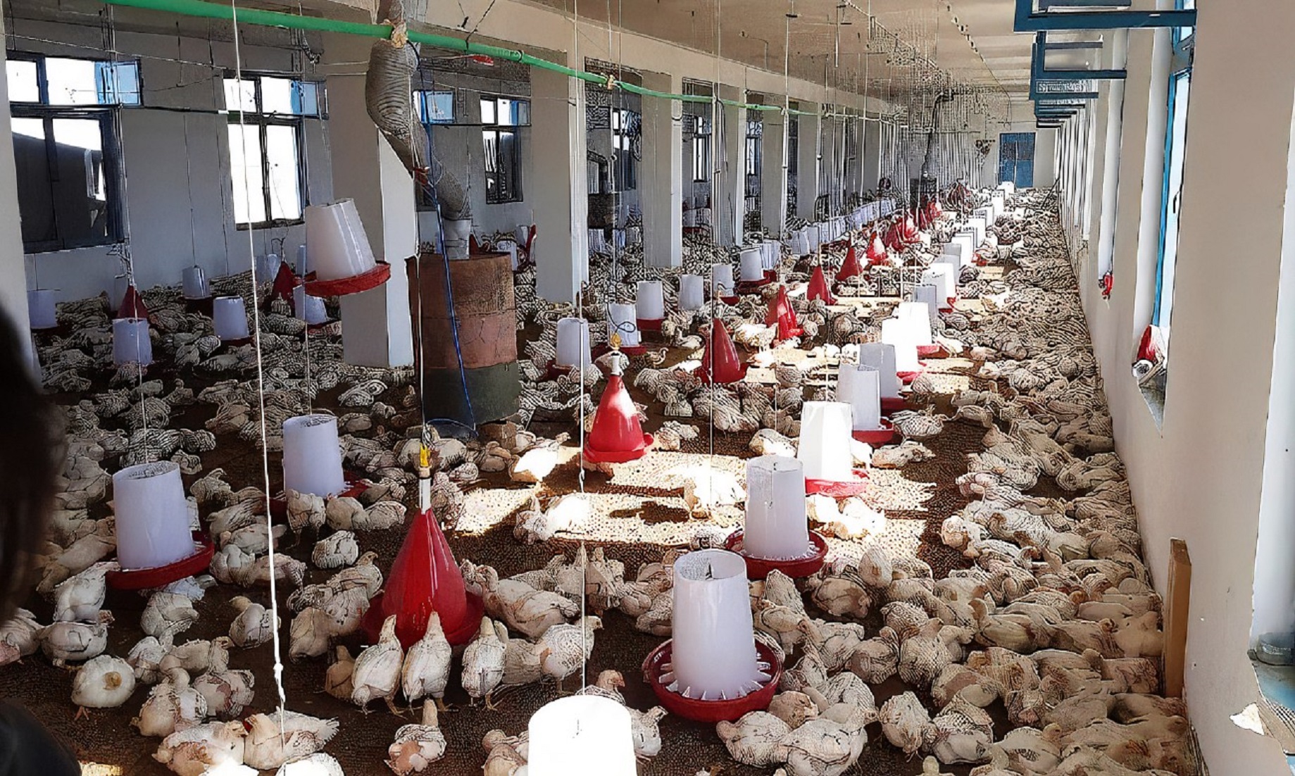 500 Poultry Farms Operational In Afghanistan’s Baghlan Province