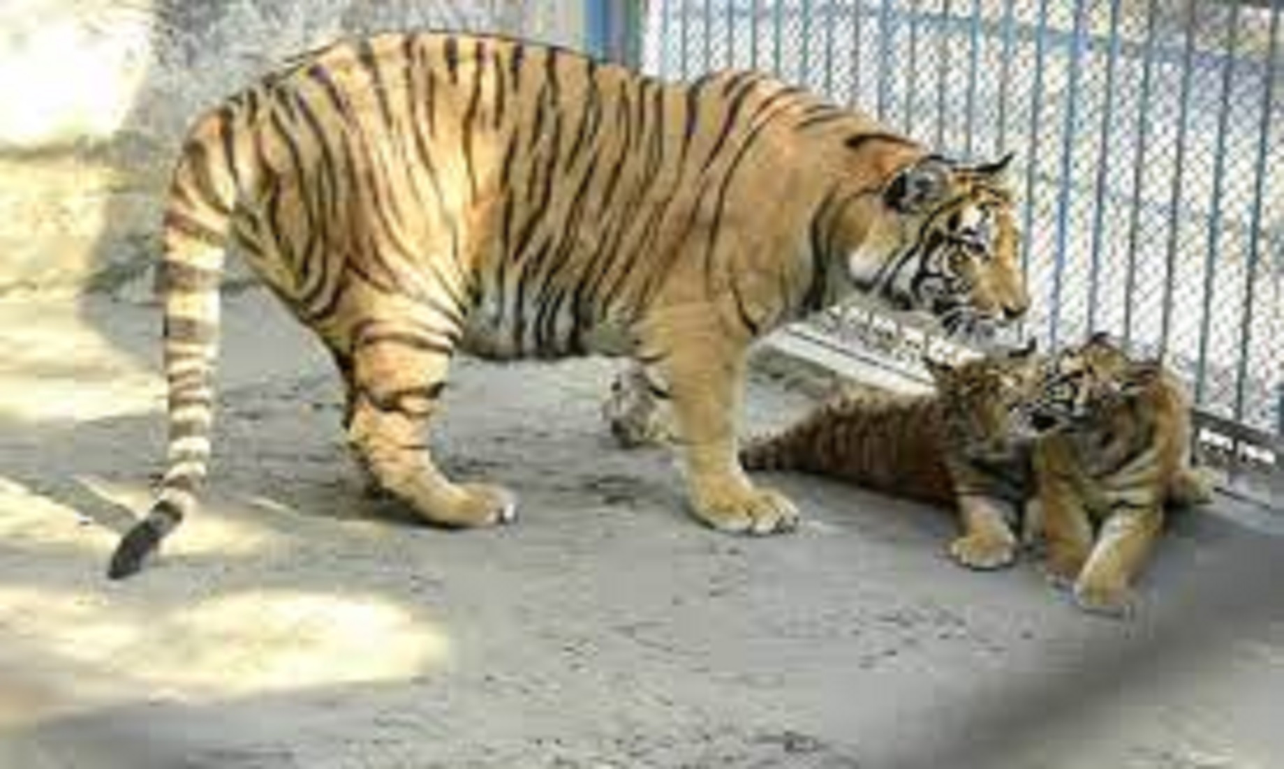 Bangladesh Zoo Welcomes Bengal Tiger Cubs In Year Of The Tiger