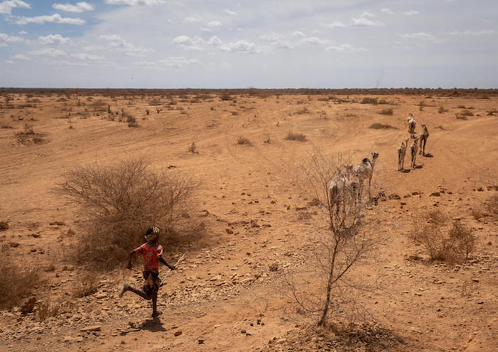 East Africa: Germany grants €20m to FAO’s drought response in Ethiopia, Kenya and Somalia