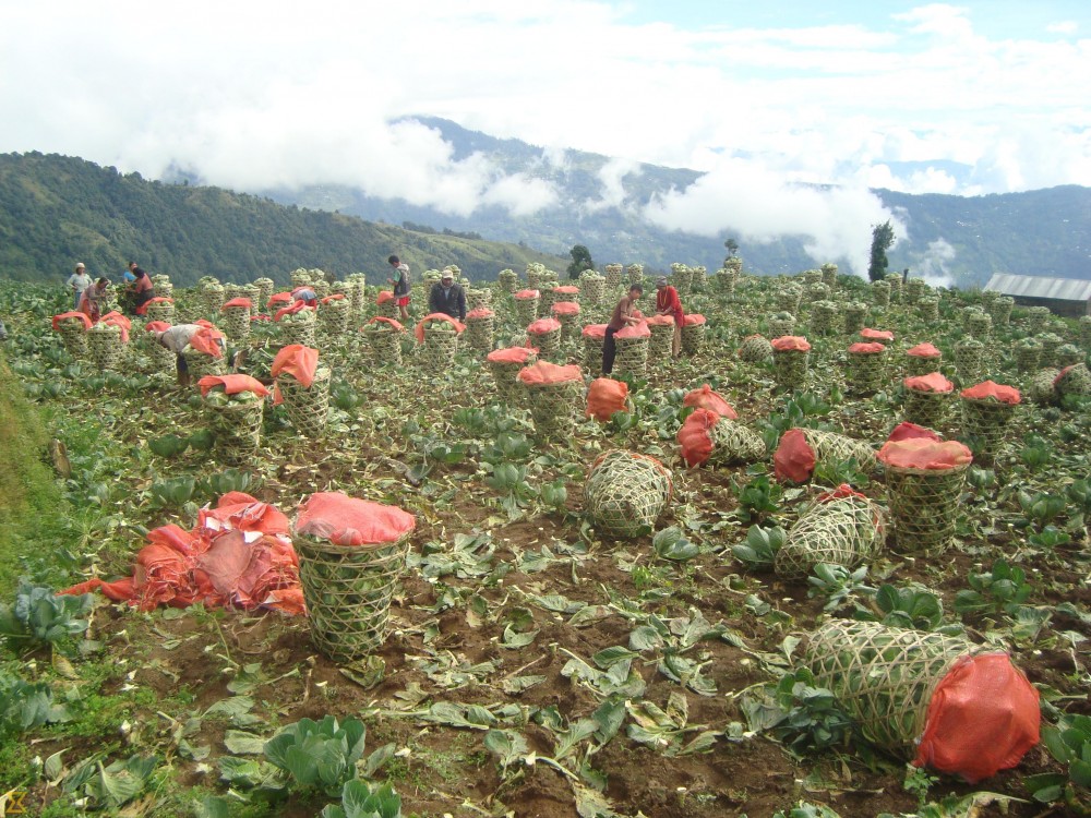 Afghanistan Seeks Foreign Investment In Agriculture Sector