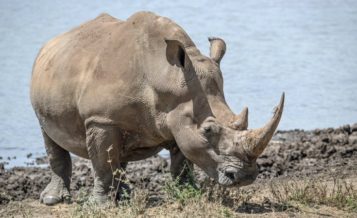 Zimbabwe: Poachers kill endangered white rhino; 3 poachers arrested