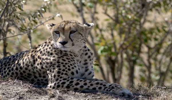 Namibia agrees to send 35-40 cheetahs to India