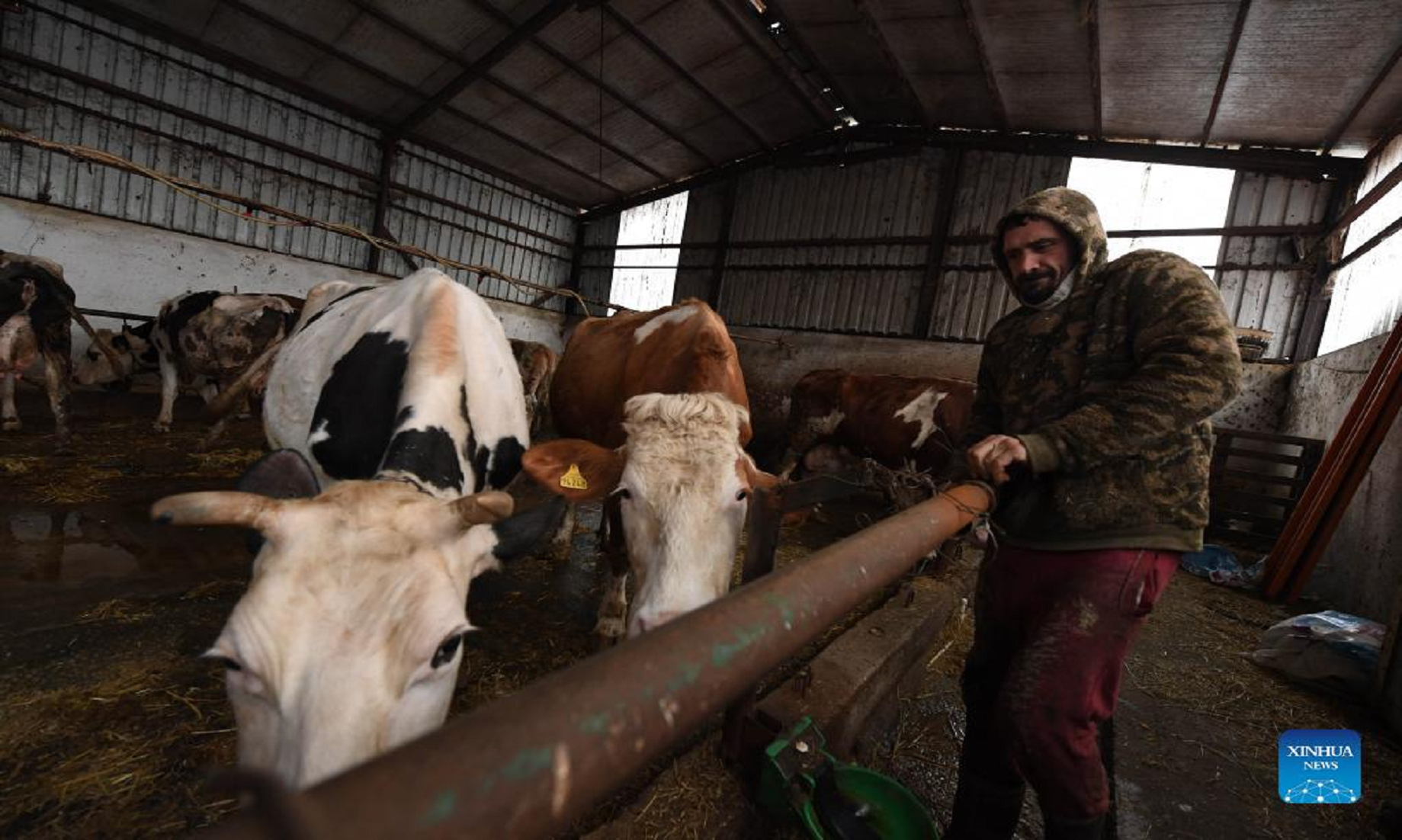 Feature: Istanbul’s Cattle Raisers Call For More Support To Help Them Survive