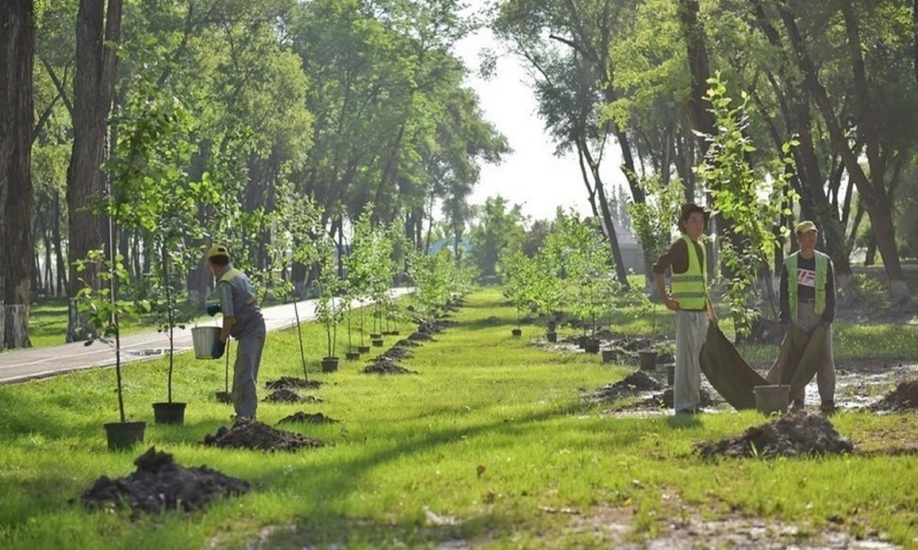 Mongolia’s Capital To Plant At Least 120 Million Trees By 2030: Mayor