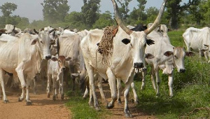 South Sudanese county cattle raid leaves 9 dead