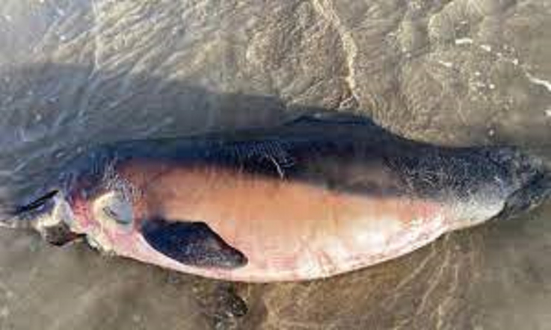 Experts Worry After Dead Dolphins Wash Ashore In Northern Australia