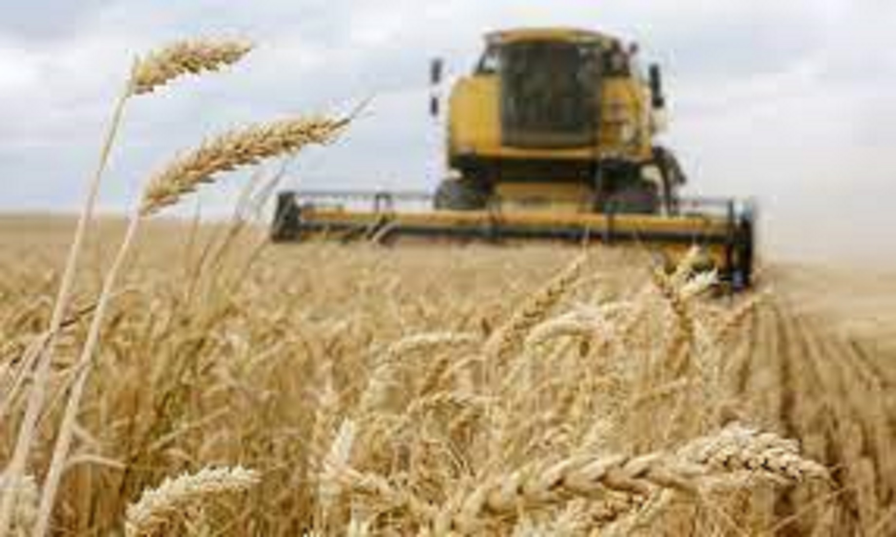 Lebanon Facing Wheat Crisis Amid Russia-Ukraine Conflict: President