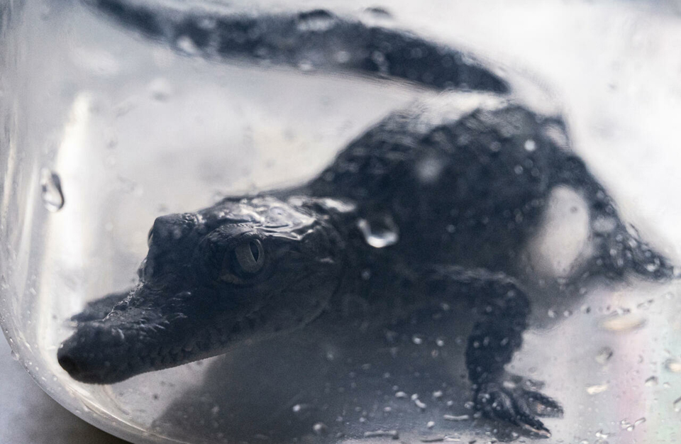 Four endangered American crocodiles are born in Peru