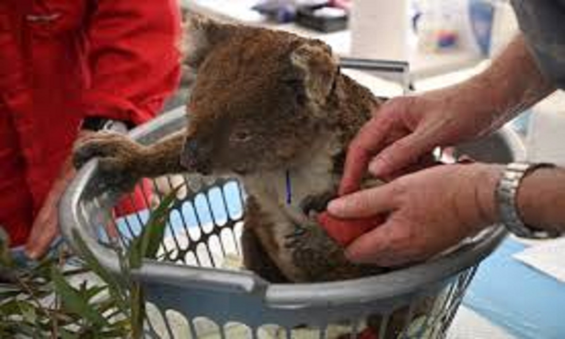 Disastrous Flood Threatens Australian Animals As Habitats Lost