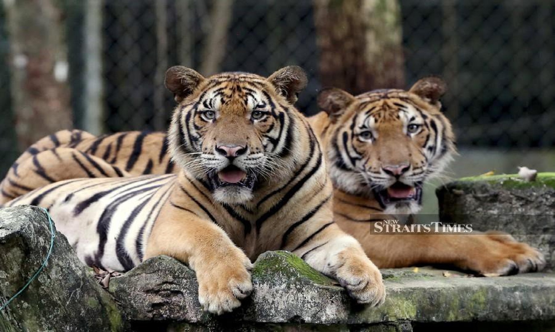 Feature: Malayan Tiger Faces Oblivion Without Concerted Action