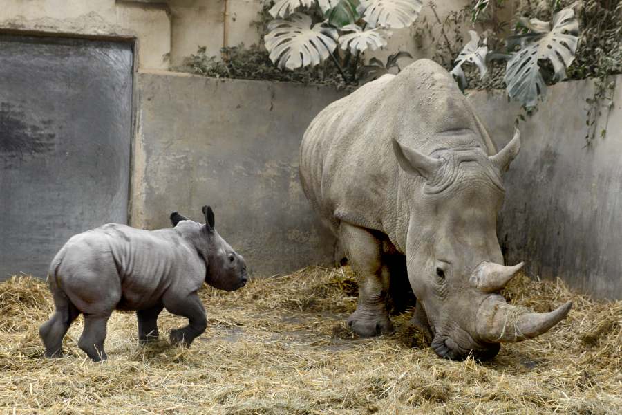 UK zoo names rare white rhino ‘Queenie’ for Elizabeth II