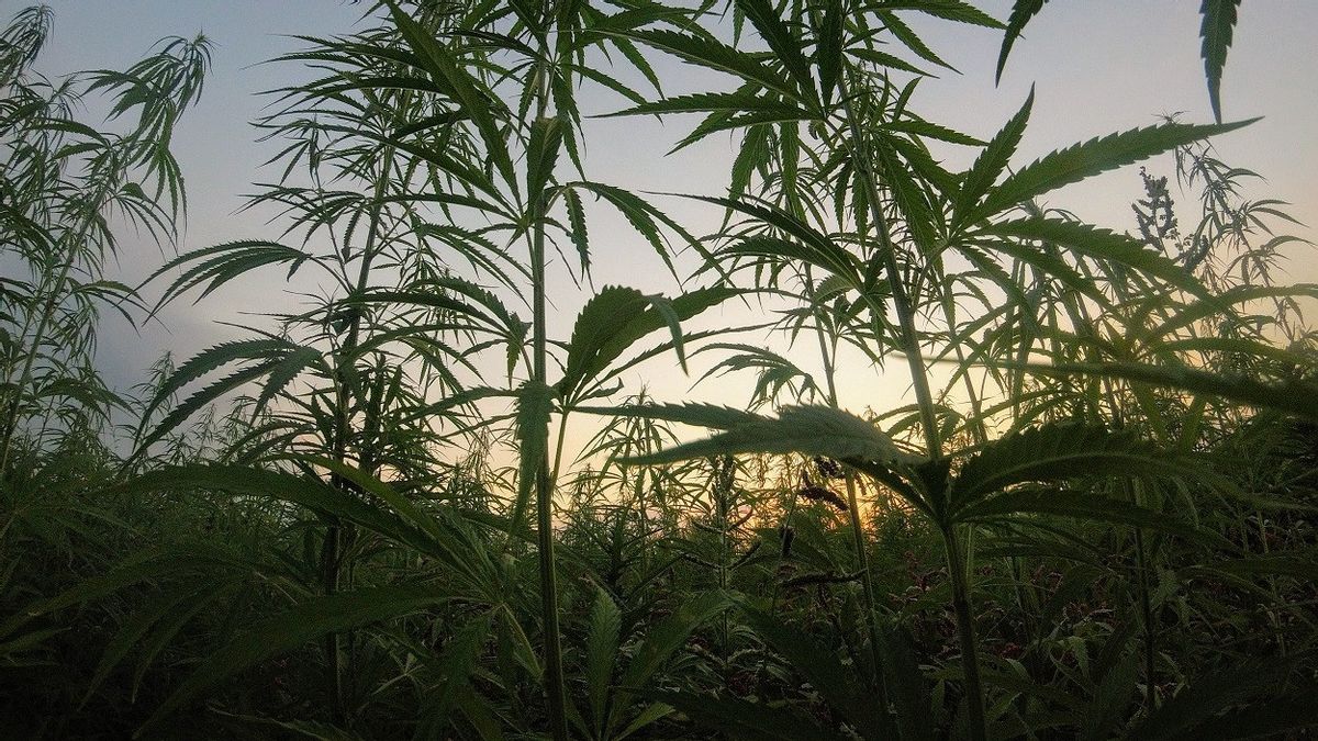 Spanish police dismantles largest marijuana plantation in Europe