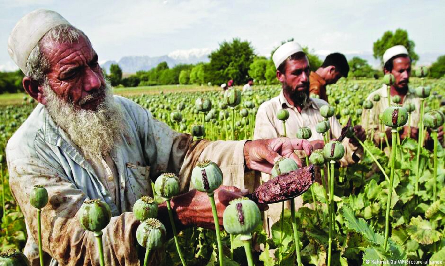 Taliban Supreme Leader Bans Poppy Cultivation In Afghanistan