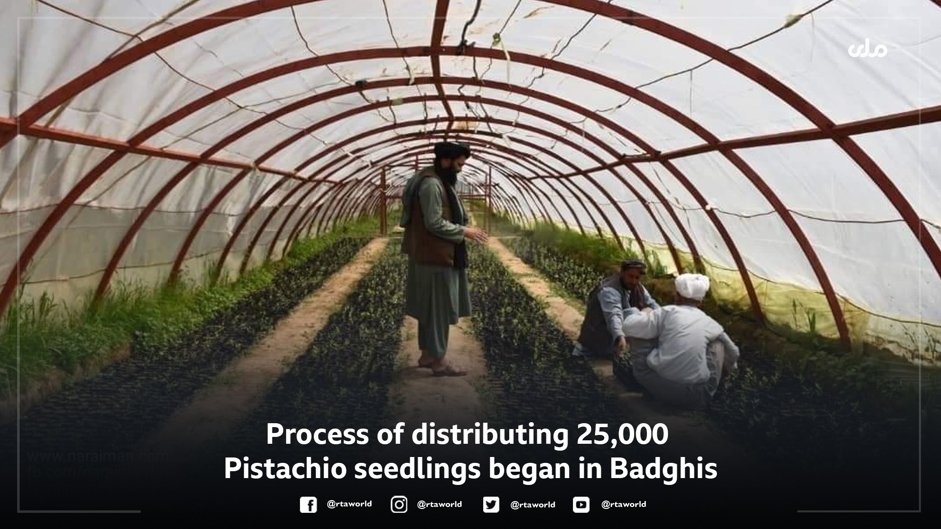 25,000 Pistachio Saplings Distributed For Plantation In Afghan Province