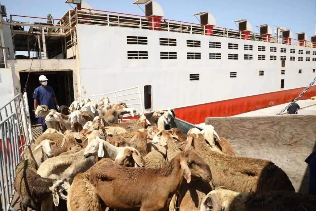 Sudan resumes livestock exports to Saudi Arabia