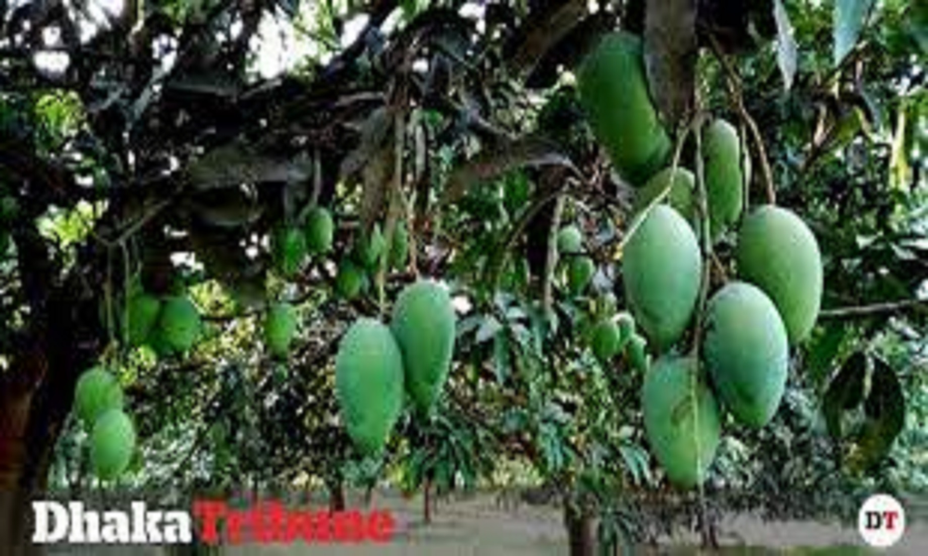 Gardeners Eye Robust Year For Mango Harvest In Bangladesh