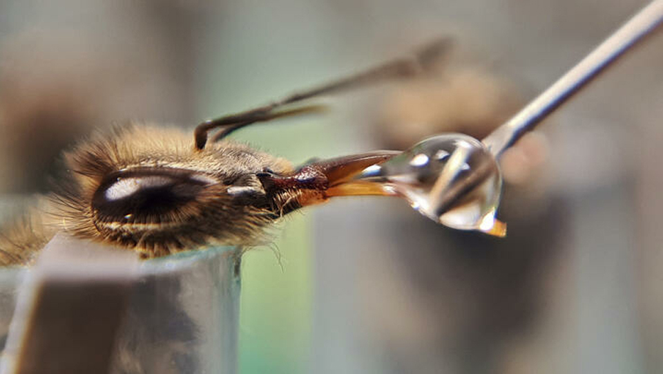 Features: Colombian researchers seek safety for bees in urban jungle