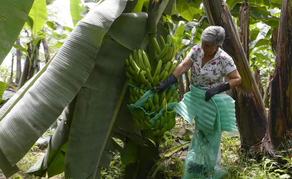 Russia-Ukraine conflict: Ecuador banana industry slips over war in Ukraine