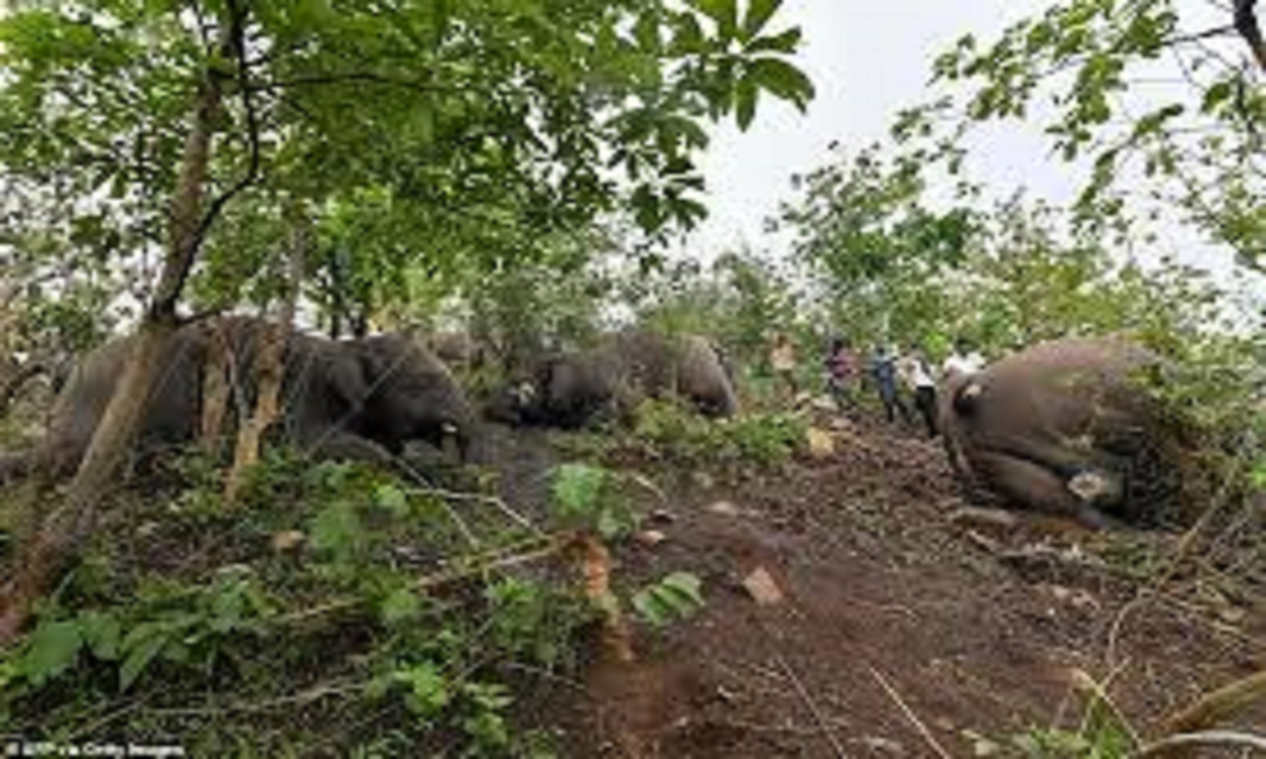 Lightning, Storms Killed 14 In India’s Assam, Also Killed 18 Elephants