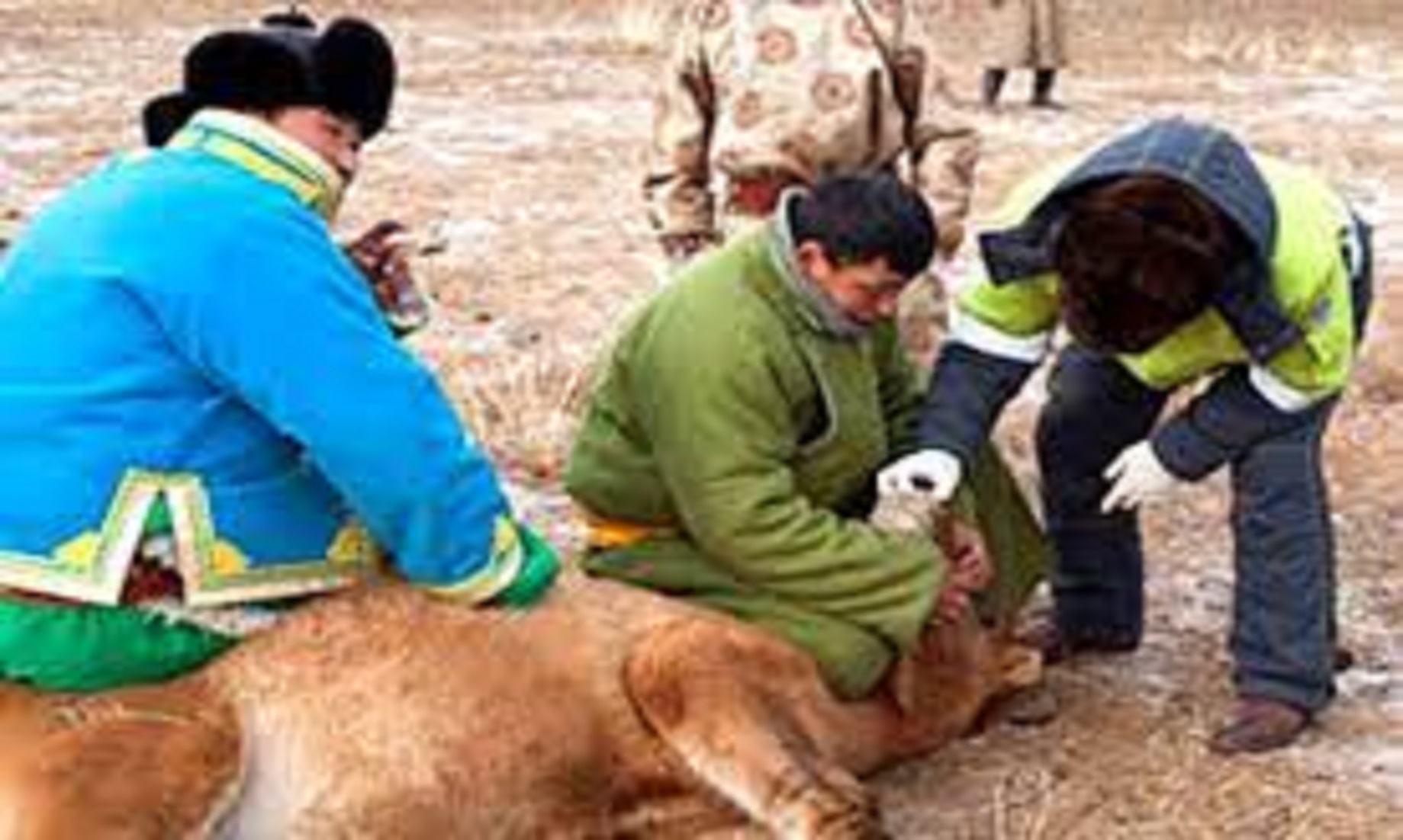 Mongolia Culls 49.2 Percent More Livestock In Q1 Due To Diseases