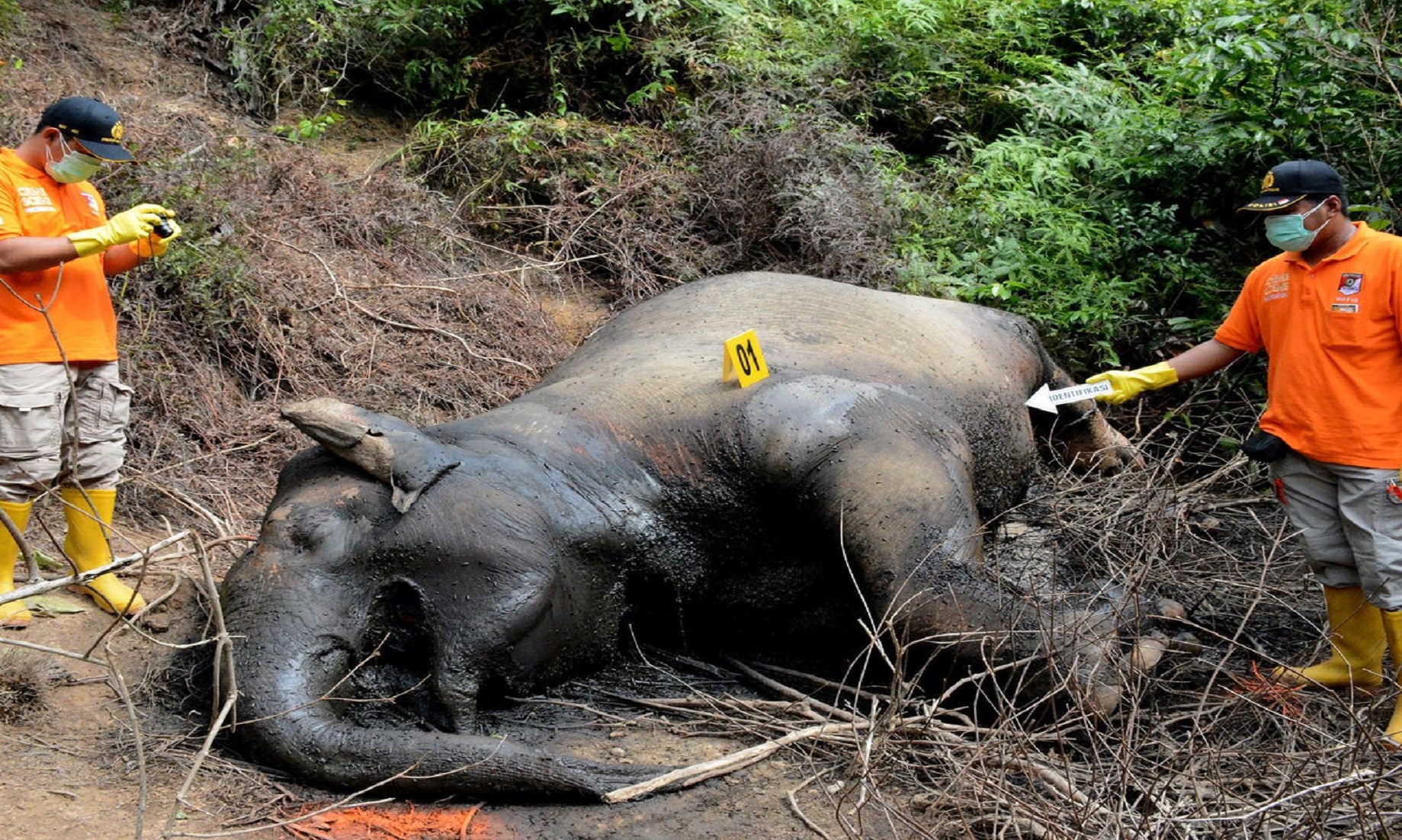 Two Elephants Die Of Wounds In Indonesia’s North Sumatra