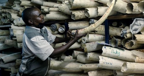 Zimbabwe opens conference to promote sales of elephant ivory