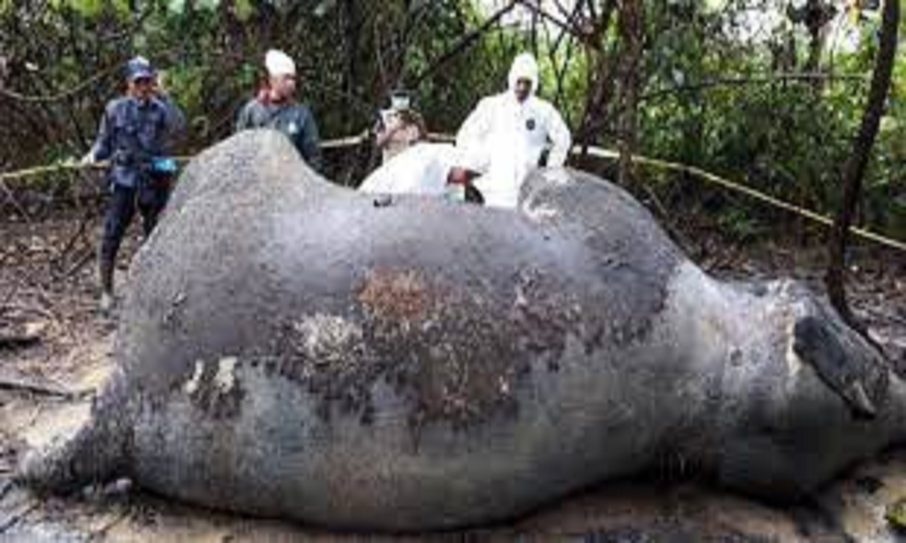 Pregnant Sumatran Elephant Found Dead Of Suspected Poisoning In Indonesia