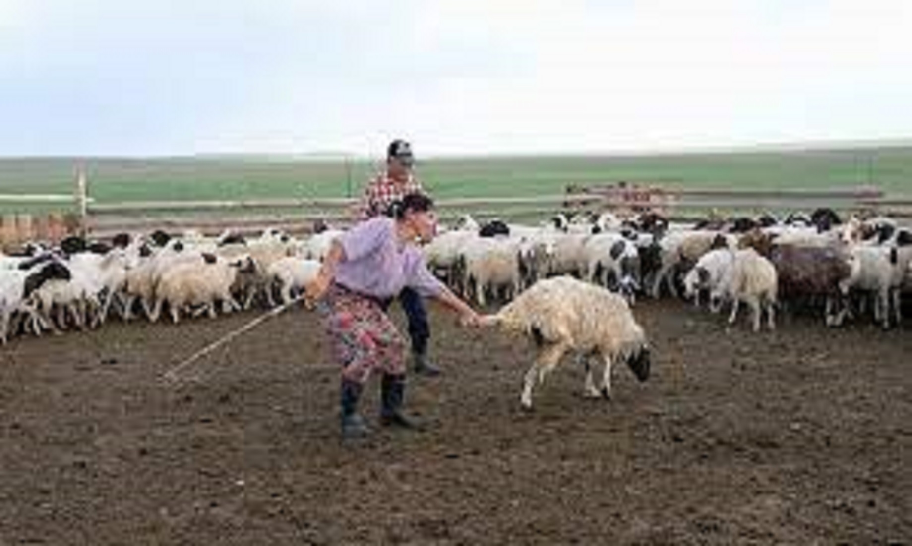 Around Five Million Animals Vaccinated Against Foot-And-Mouth Disease In Mongolia