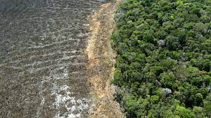 Deforestation surges in Brazil Atlantic Forest: report