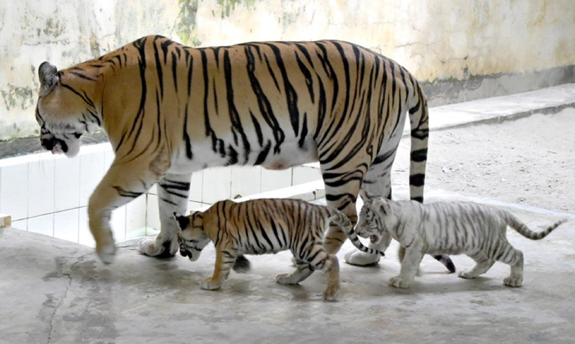 Rare White Tiger Born At Bangladesh National Zoo