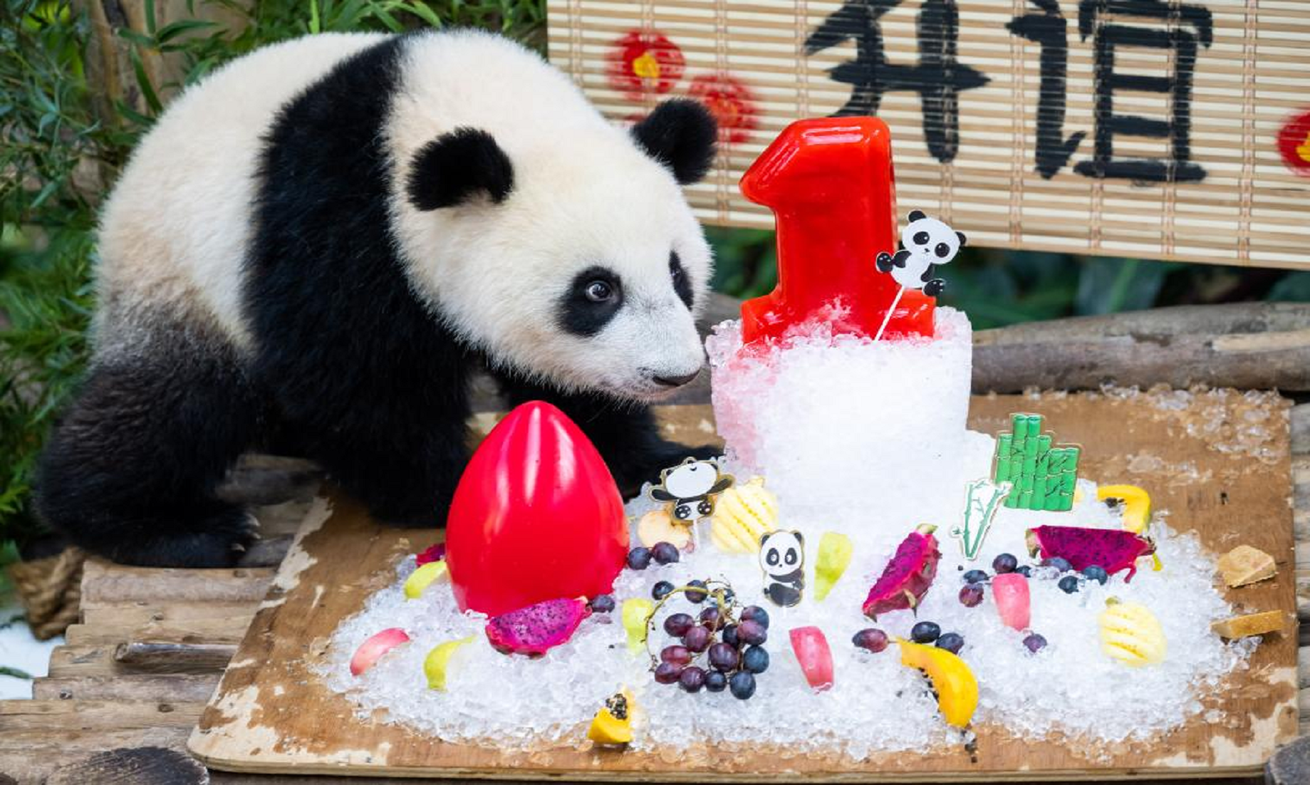 Feature: Giant Panda’s Birthday Adds Festive Atmosphere To 48th Anniversary Of China-Malaysia Diplomatic Ties