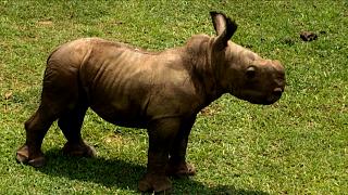 Cuba zookeepers celebrate birth of rare baby white rhino